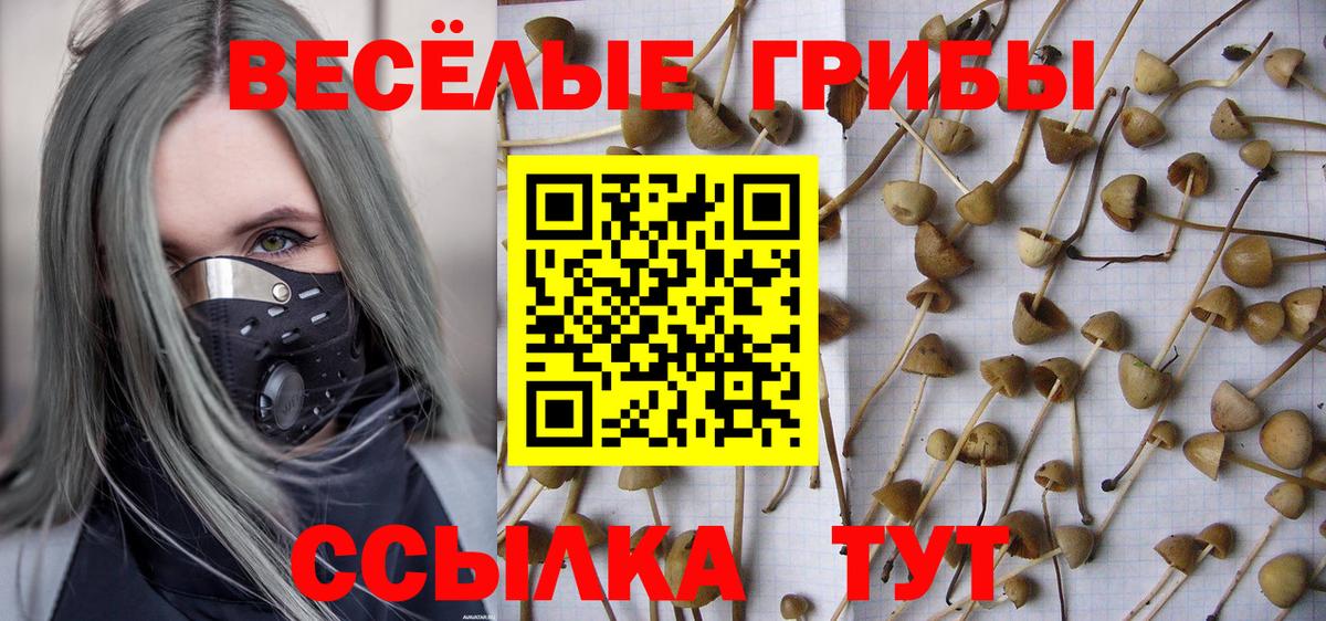 Галлюциногенные грибы Psilocybe Выборг